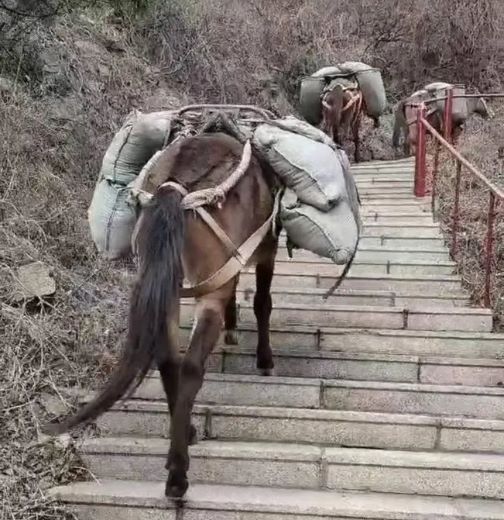 宜春骡马运输